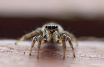Close-up of spider