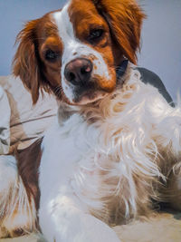 Close-up portrait of a dog