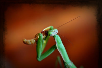 Close-up of insect