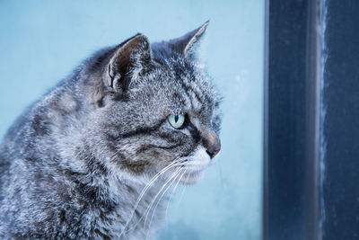 Close-up of cat