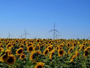 Scenic view of sunflower field against clear sky