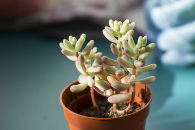 Succulent on the window, sunlight and close-up, beautiful succulent