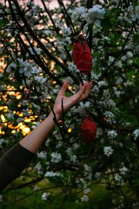 Cropped image of hand picking fruit from tree