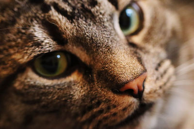 Close-up portrait of a cat