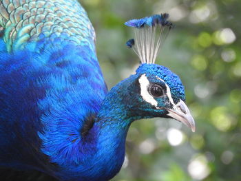 Close-up of a peacock