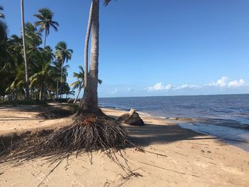 Palm trees on beach against sky