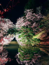 Reflection of trees in lake at night