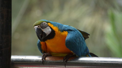 Close-up of parrot perching on metal railing