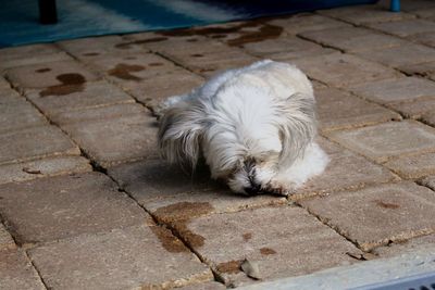 Close-up of dog on cobblestone