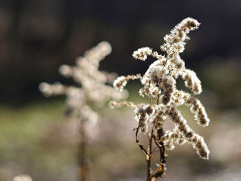 Close-up of frozen plant