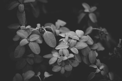 Close-up of flowers against blurred background