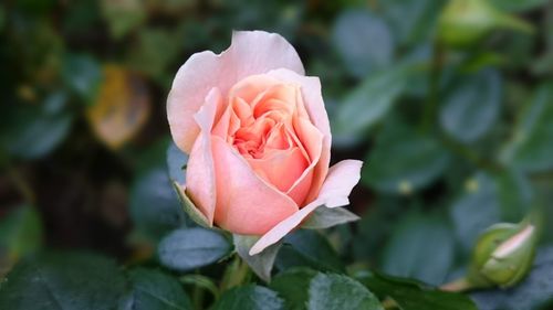 Close-up of pink rose