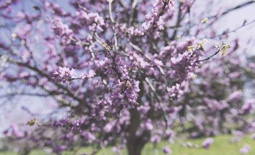 Pink flowers blooming on tree