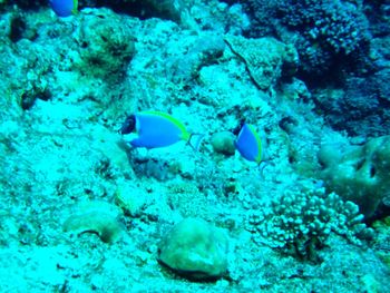 Close-up of fish underwater