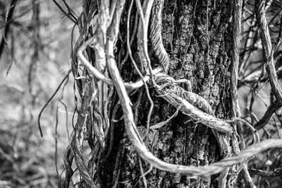 Close-up of bare tree