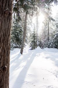 Trees on snow covered land