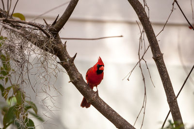 Male red northern cardinal bird cardinalis cardinalis perches on a tree in naples, florida