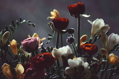 Close-up of flowers blooming outdoors