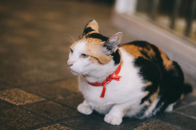 Close-up of cat sitting on floor