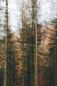 Pine trees in forest