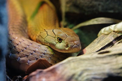 Close-up of lizard