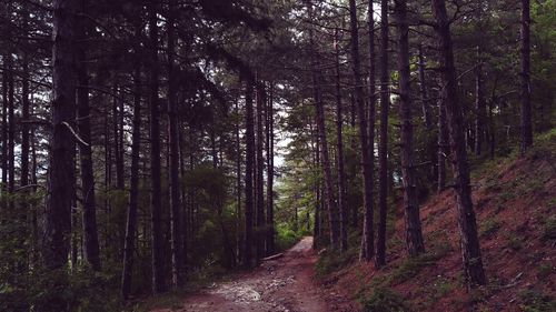 Footpath passing through forest