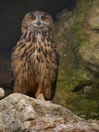 Close-up portrait of owl