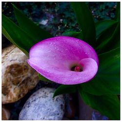 Close-up of pink flowers