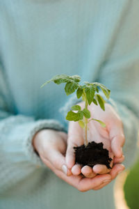 Woman holding green tomato sprout in hands over nature background. plant transplant.