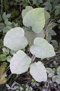 High angle view of plant growing on field