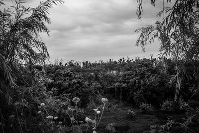 Plants growing on land against sky