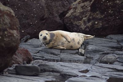 Portrait of seal on rock