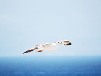 Birds flying over water