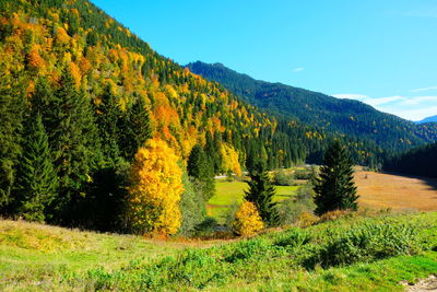 Scenic view of pine trees in forest against sky