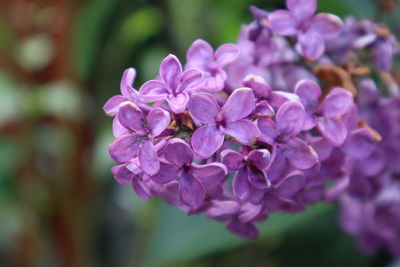 Purple flower 