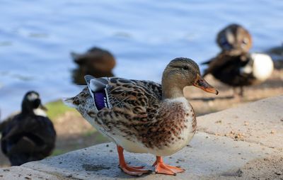 Ducks on beach