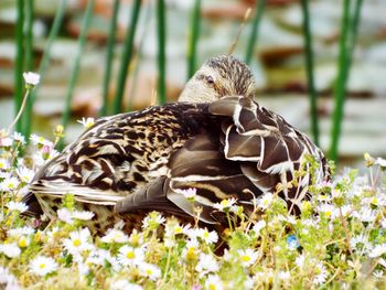 View of a bird on field
