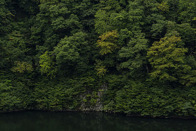 Scenic view of forest