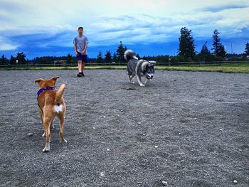 Boy with dogs on land against sky