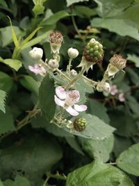 Close-up of flowering plant