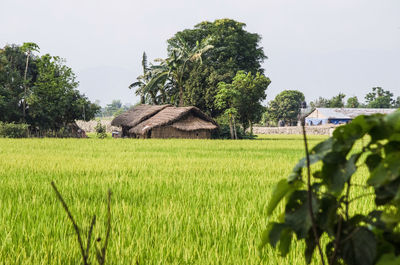 Scenic view of grassy field against sky