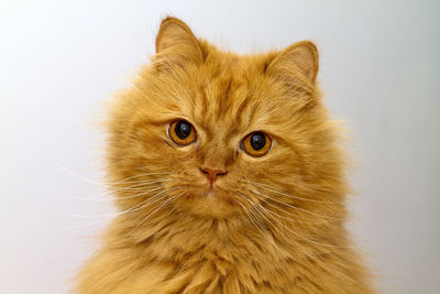 Gorgeous orange persian cat with deep gaze