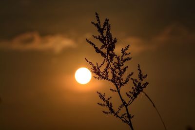 Close-up of stalk against sunset