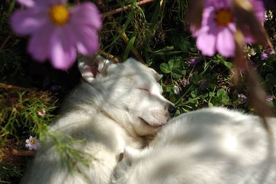 High angle view of cat on grassy field