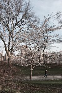 Bare trees against sky