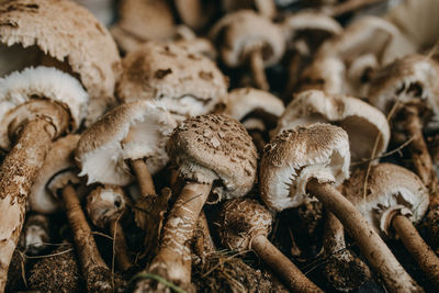 Close-up of mushrooms