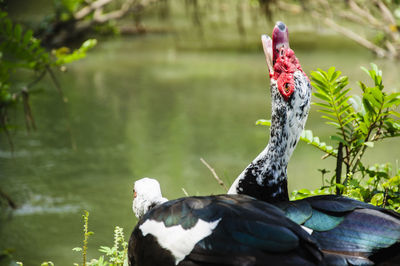 Close-up of bird by water