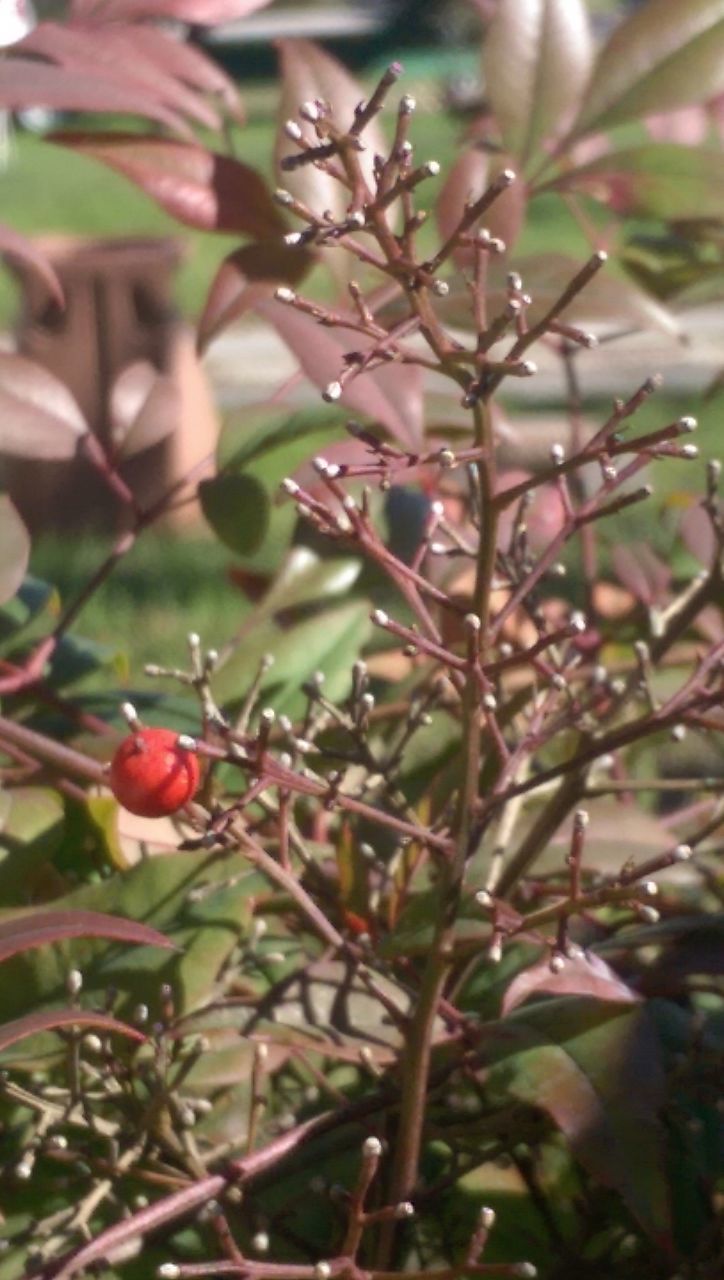 growth, freshness, branch, focus on foreground, nature, close-up, flower, leaf, tree, plant, beauty in nature, red, twig, selective focus, day, fragility, fruit, outdoors, no people, stem