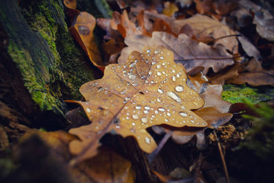 Close-up of wet maple leaves on field