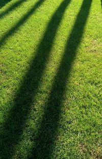 Full frame shot of grassy field